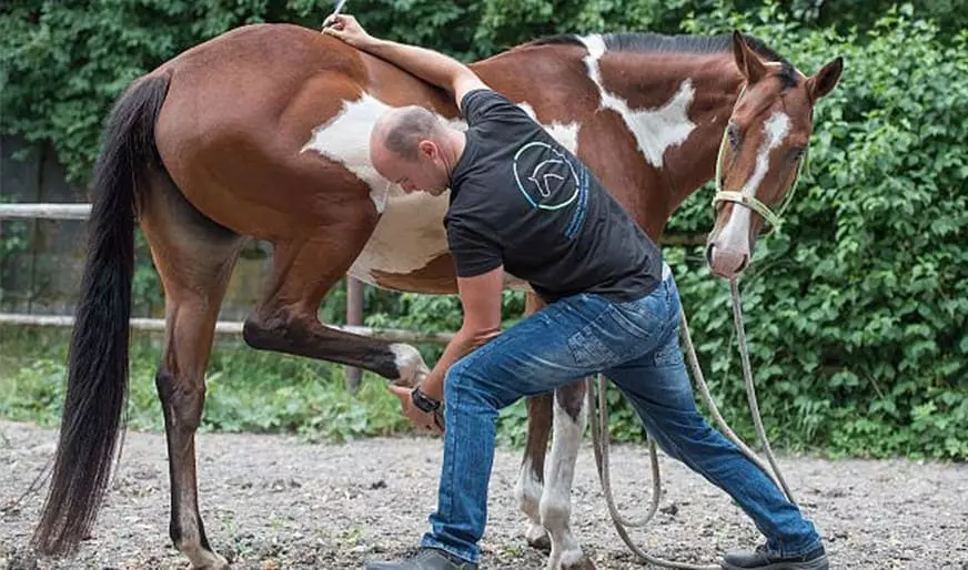 ganzheitliche Pferdetherapie - auch das Hinterbein