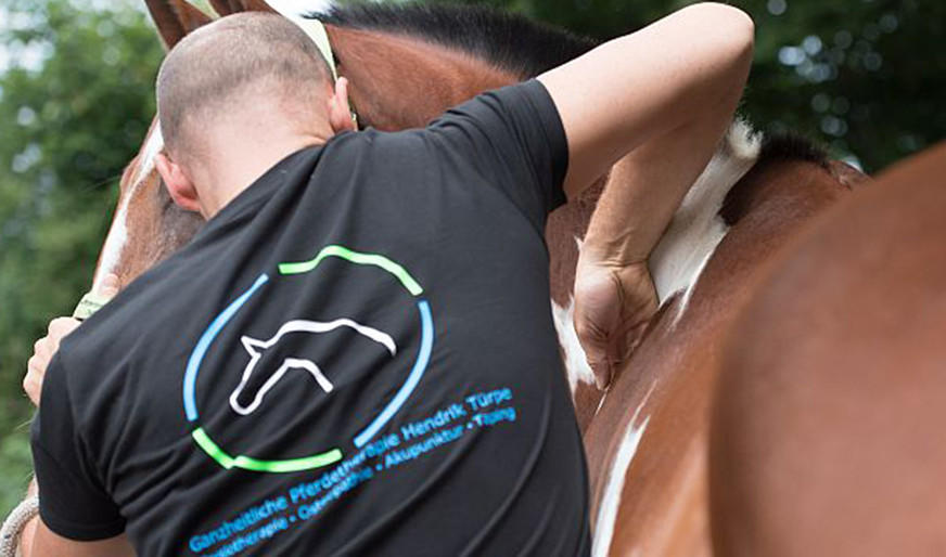 ganzheitliche Pferdetherapie am Rücken